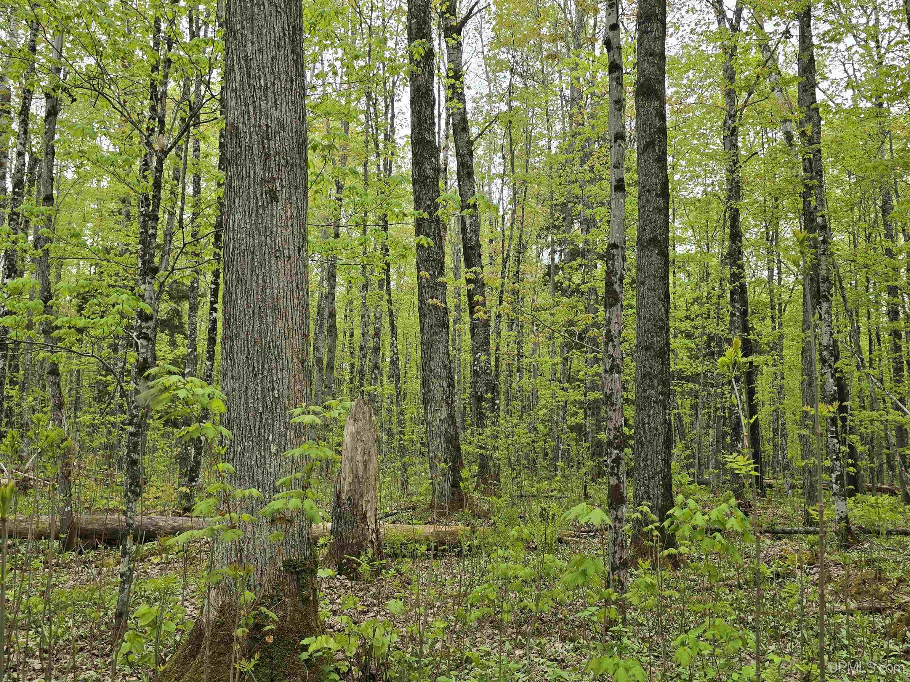 Lot 37 Yellow Road Pelkie, MI 49958 - Photo 4 of 34