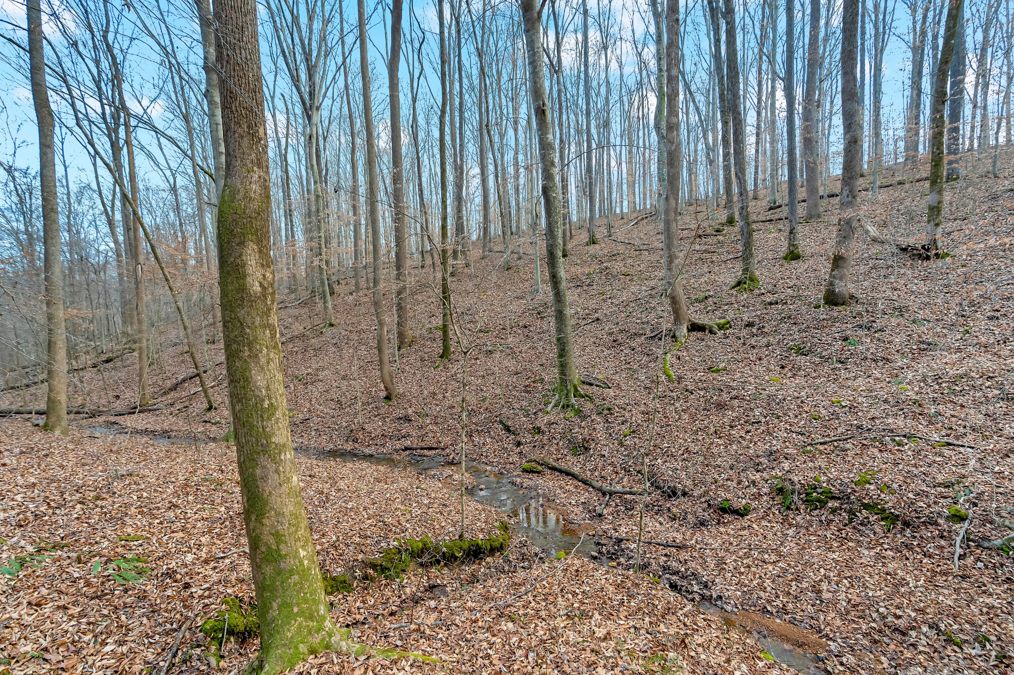 0 Waddell Hollow Road Franklin, TN 37064 - Photo 9 of 11 a view of a backyard