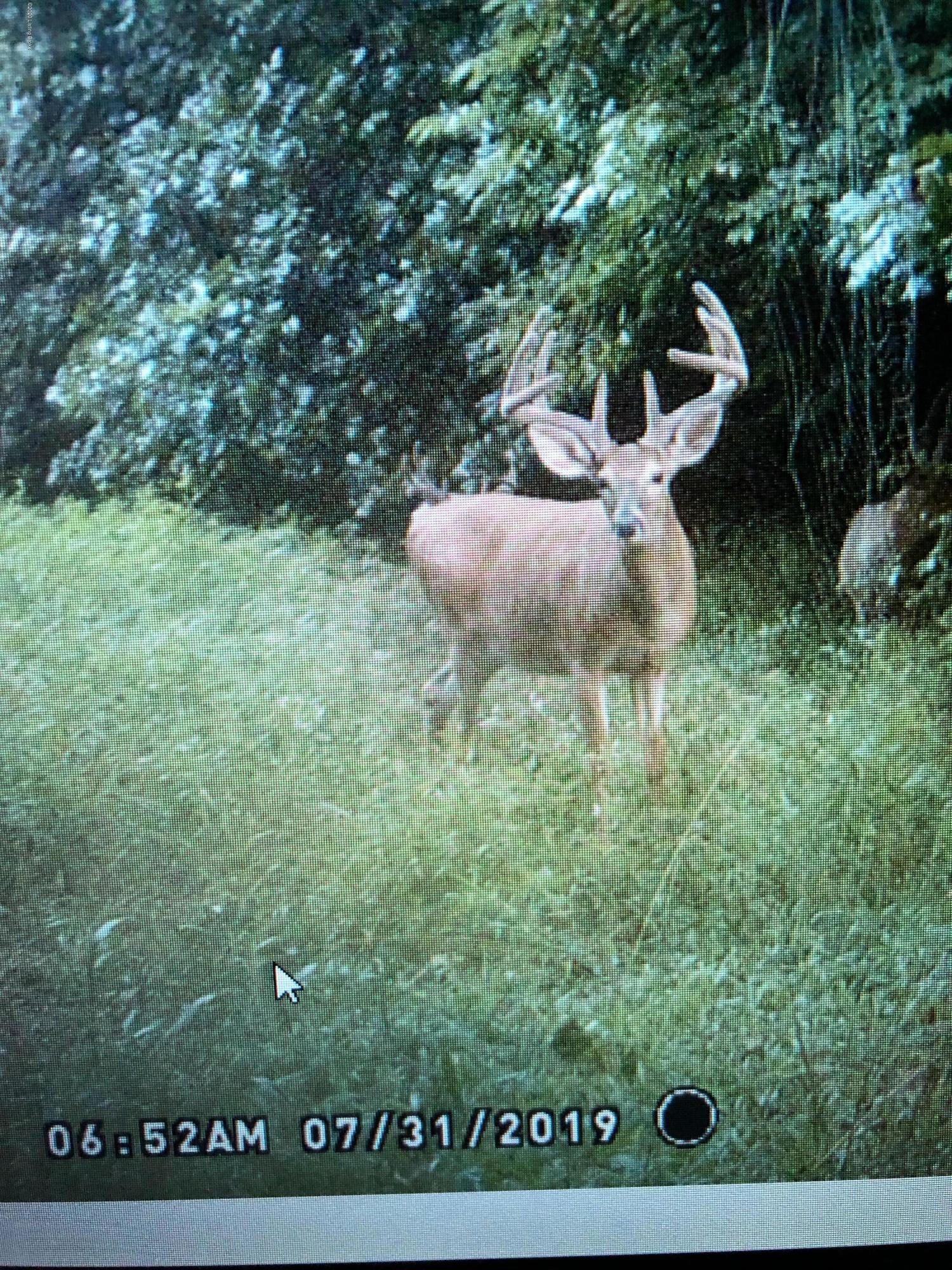 1650 Greens Chapel Road Bloomfield, KY 40008 - Photo 27 of 34 Deer 1