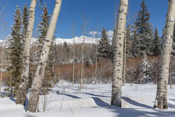 a view of a backyard of the house
