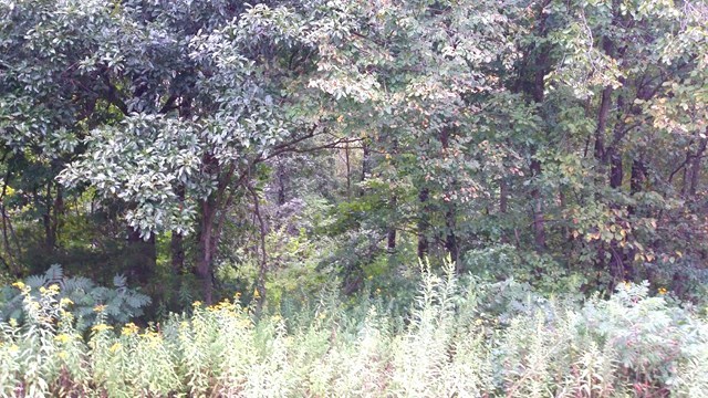 166 County Road Auxvasse, MO 65231 - Photo 10 of 27