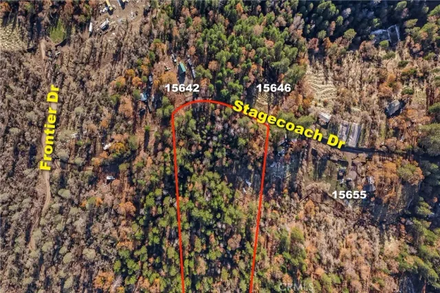 a view of a tree with flowers