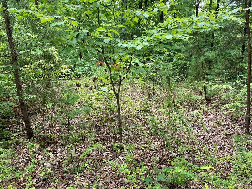25 Fox Hunters Way Sevierville, TN 37876 - Photo 6 of 8
