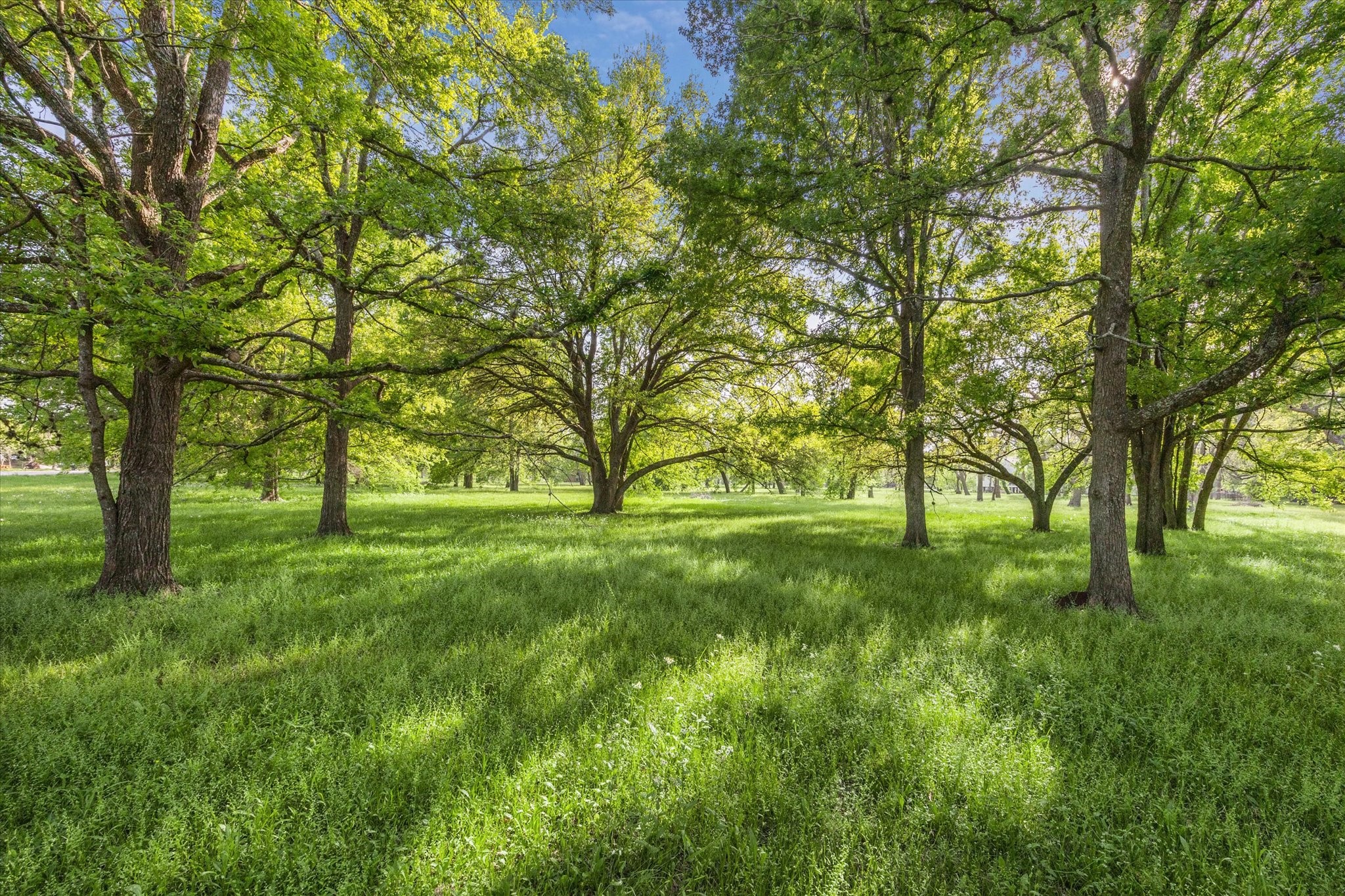 0 Wagon Road Wallis, TX 77485 - Photo 11 of 13 a view of backyard with large trees