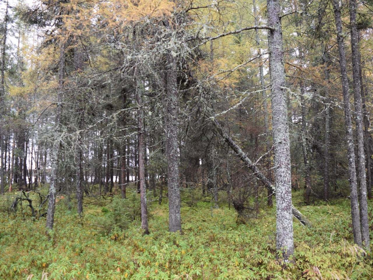 On On Lake Road Tomahawk, WI 54487 - Photo 10 of 23 Gallery Image 10