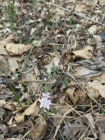 $299,000 | 3528 County Road 329, Ava, MO 65608