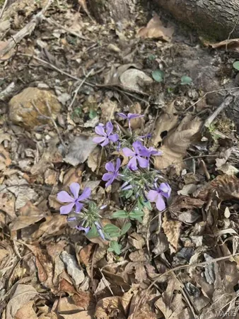 $299,000 | 3528 County Road 329, Ava, MO 65608