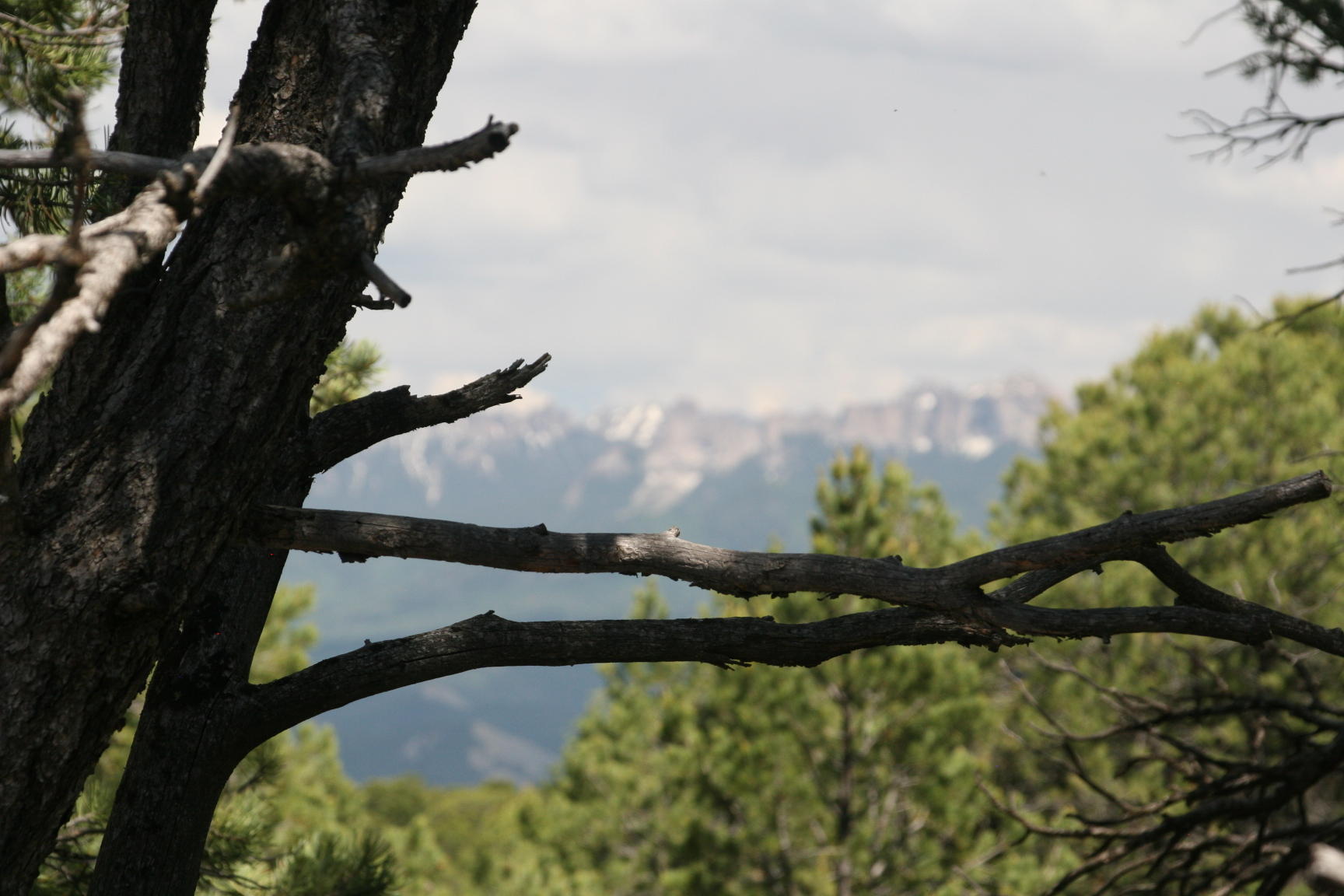 124 Tower Road South Ridgway, CO 81432 - Photo 3 of 11 IMG_5186