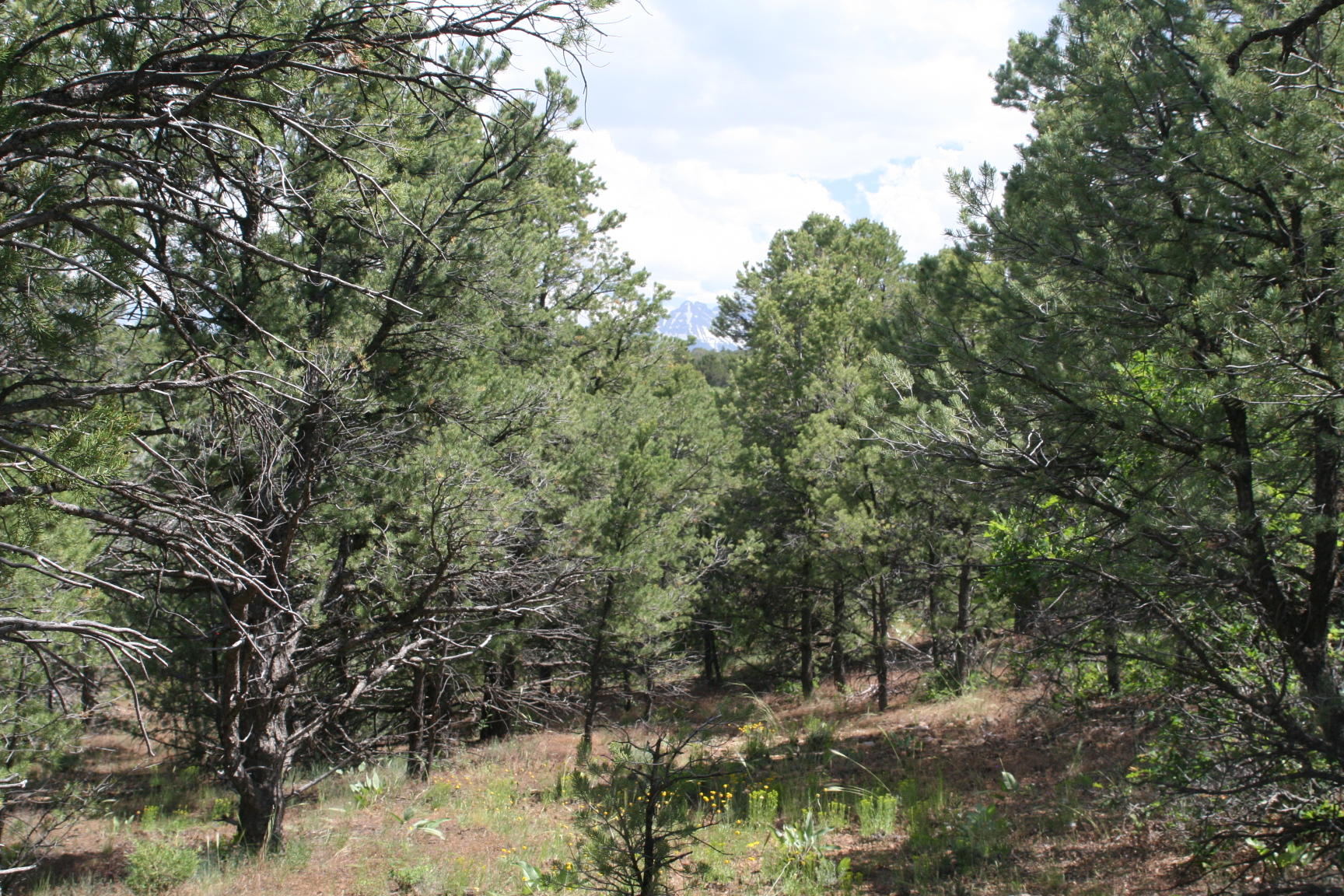 124 Tower Road South Ridgway, CO 81432 - Photo 4 of 11 IMG_5187