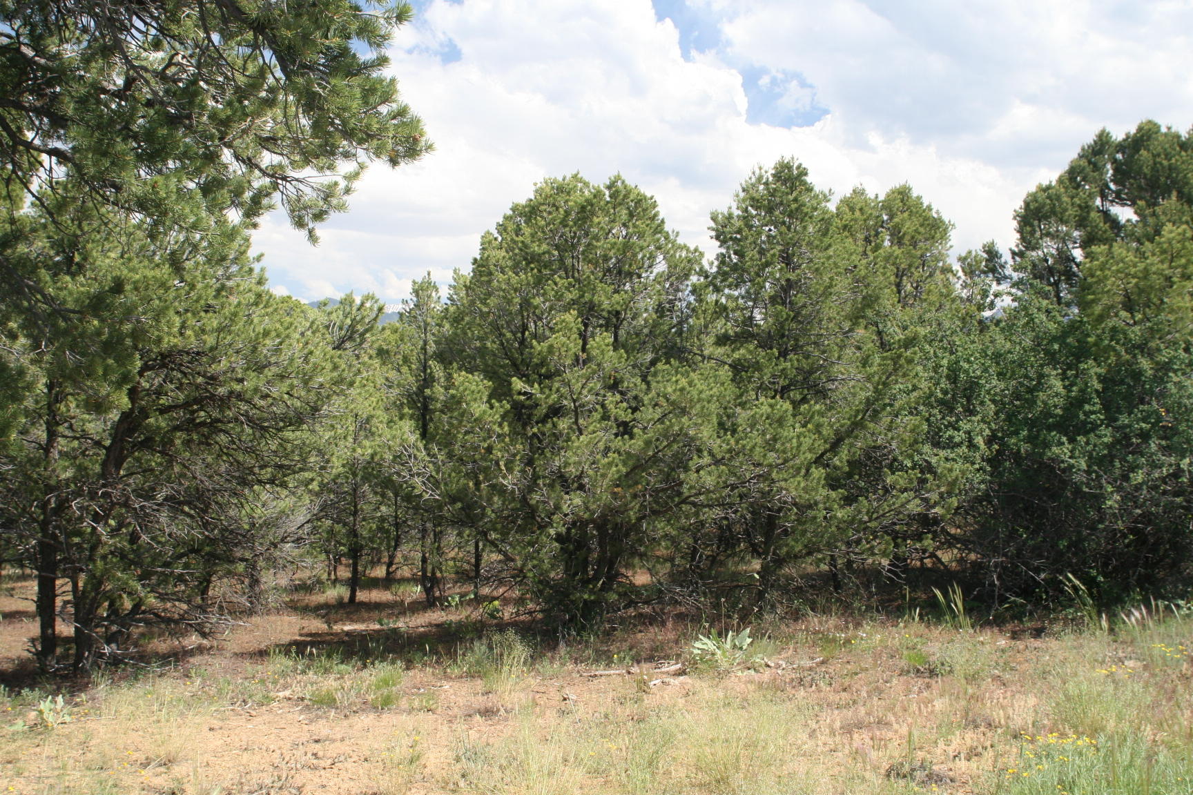 124 Tower Road South Ridgway, CO 81432 - Photo 10 of 11 IMG_5193