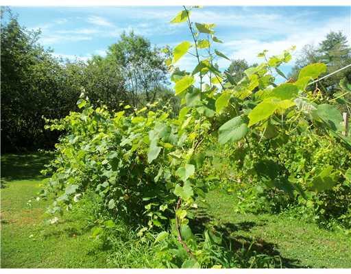 396 River Road Tenants Harbor, ME 04860 - Photo 15 of 16 Yard/Garden. Grapes galore!!!