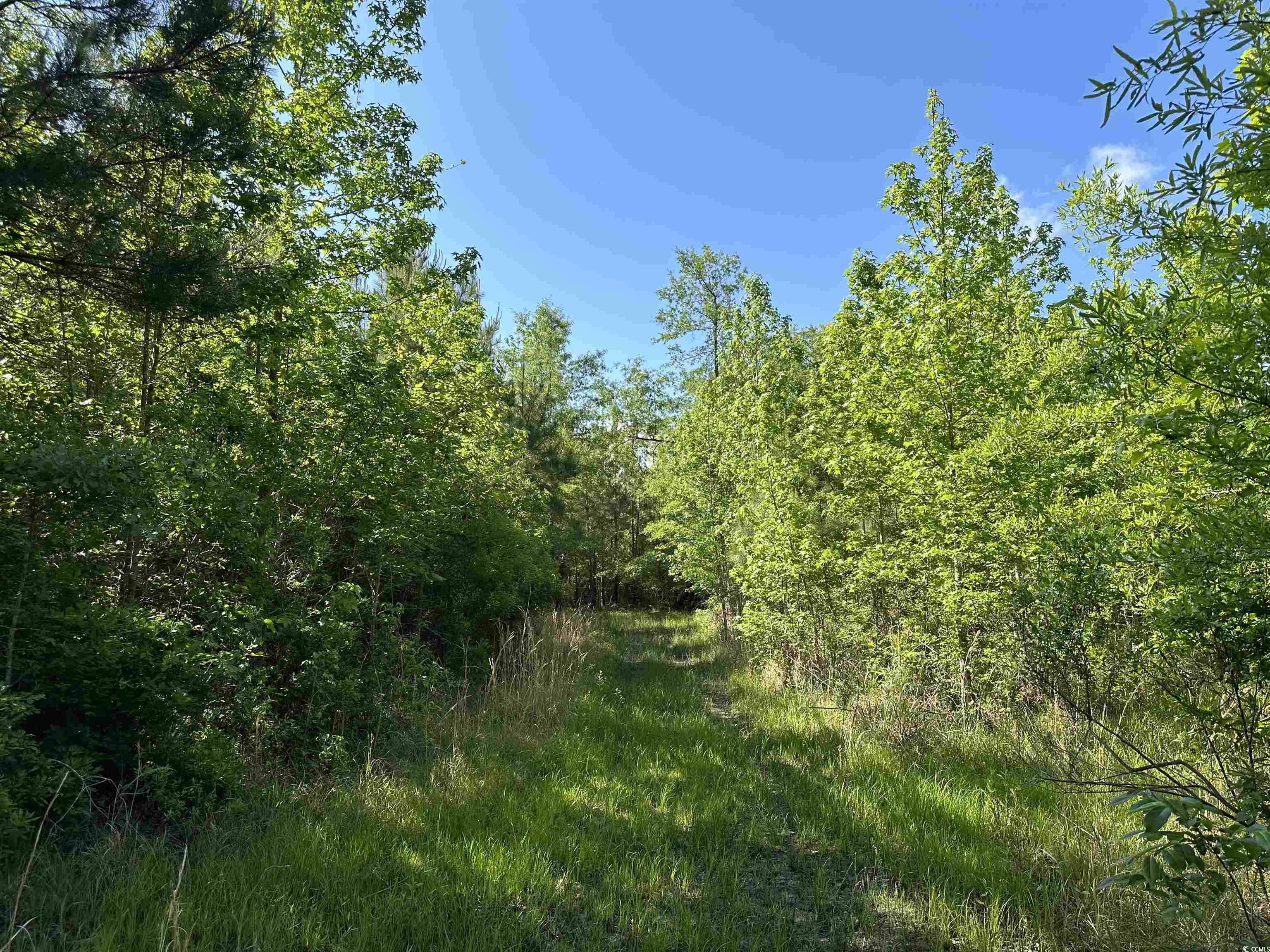 Tbd McDonald Road Greeleyville, SC 29056 - Photo 12 of 14 Gallery Image 12