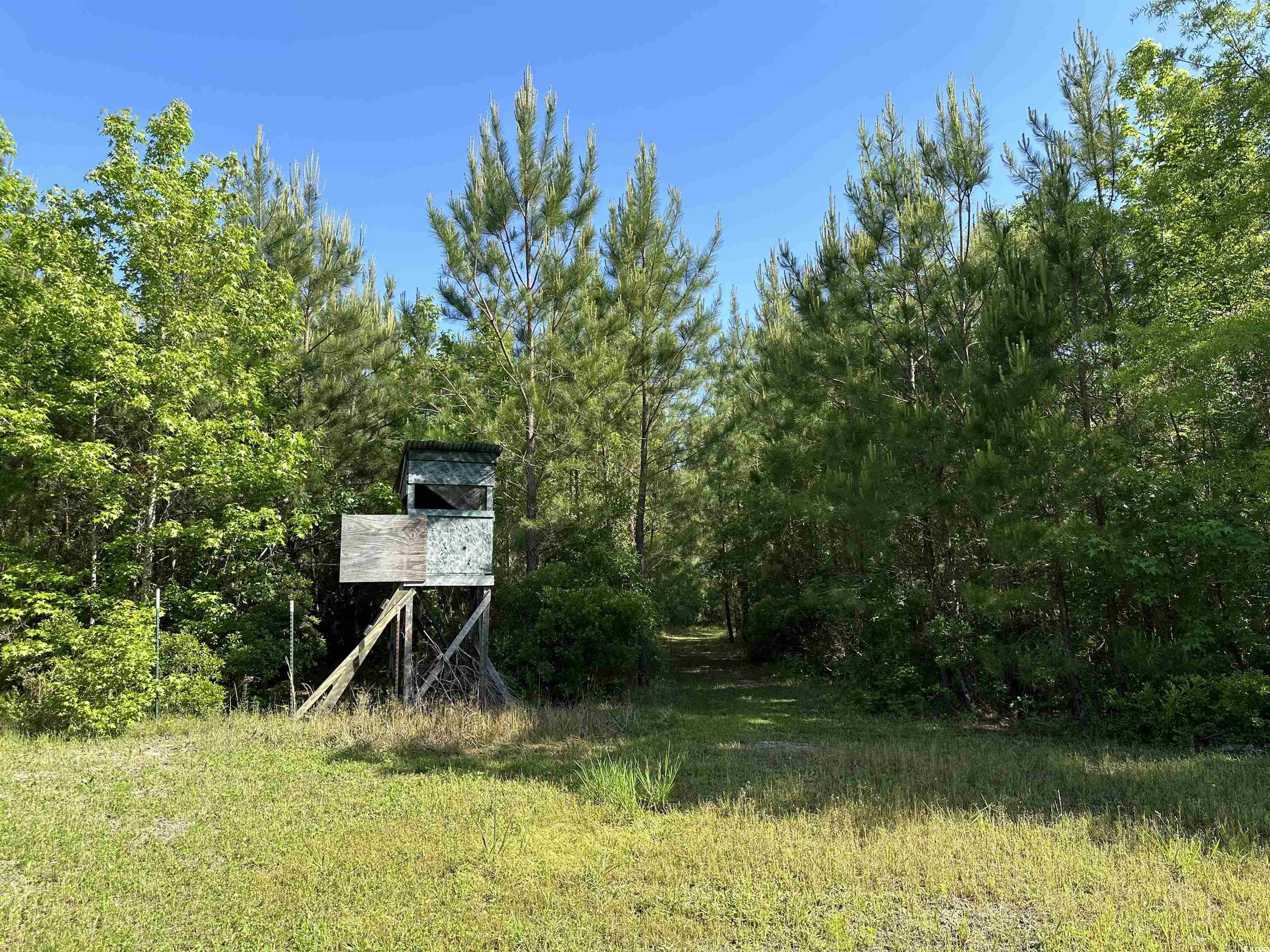 Tbd McDonald Road Greeleyville, SC 29056 - Photo 8 of 14 Gallery Image 8