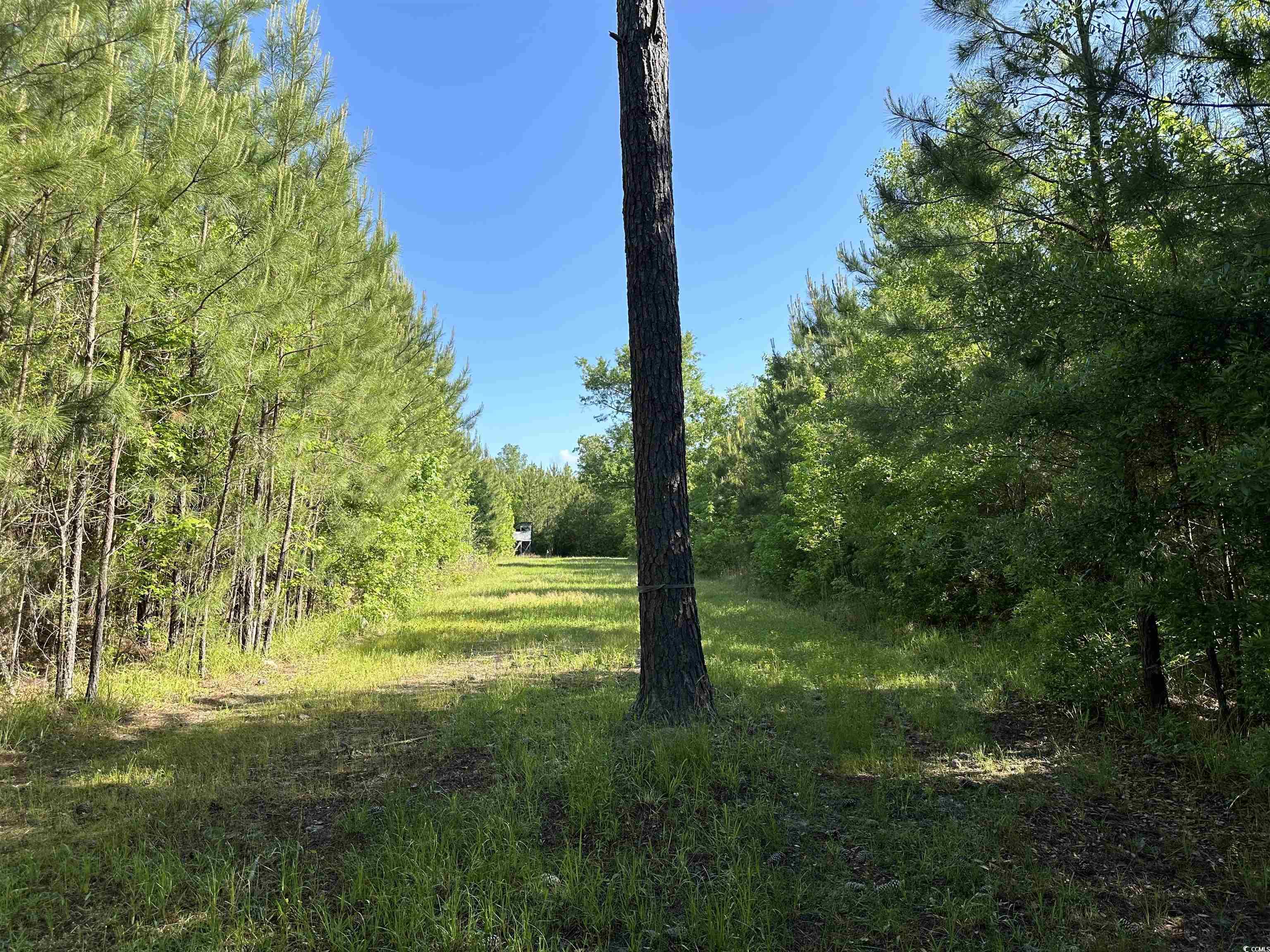 Tbd McDonald Road Greeleyville, SC 29056 - Photo 9 of 14 Gallery Image 9