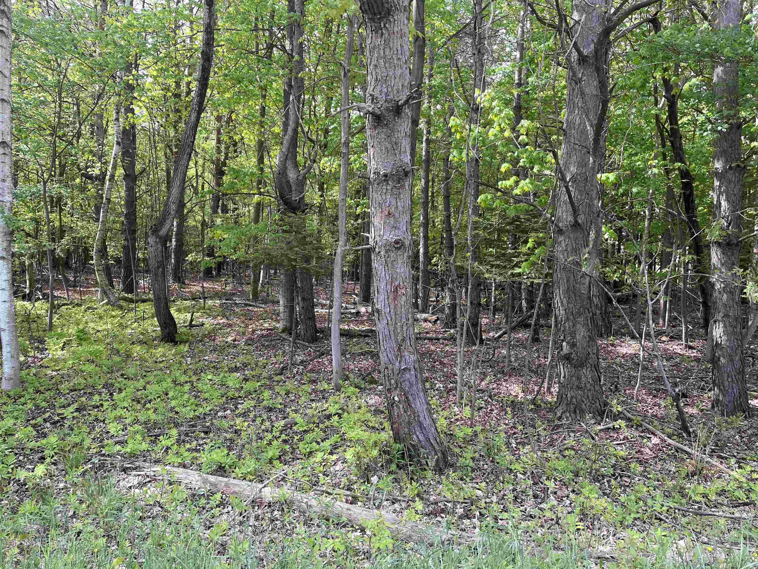 0 Mortimer Line Road Croswell, MI 48422 - Photo 8 of 10