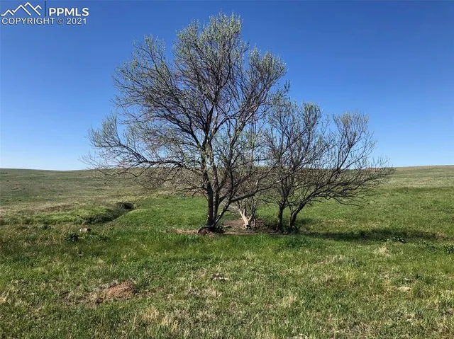 a view of a field with an trees
