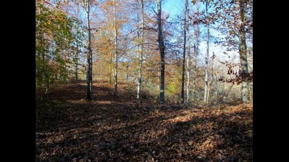Timber Creek Road Maynardville, TN 37807 - Photo 3 of 3 Timber Creek 3