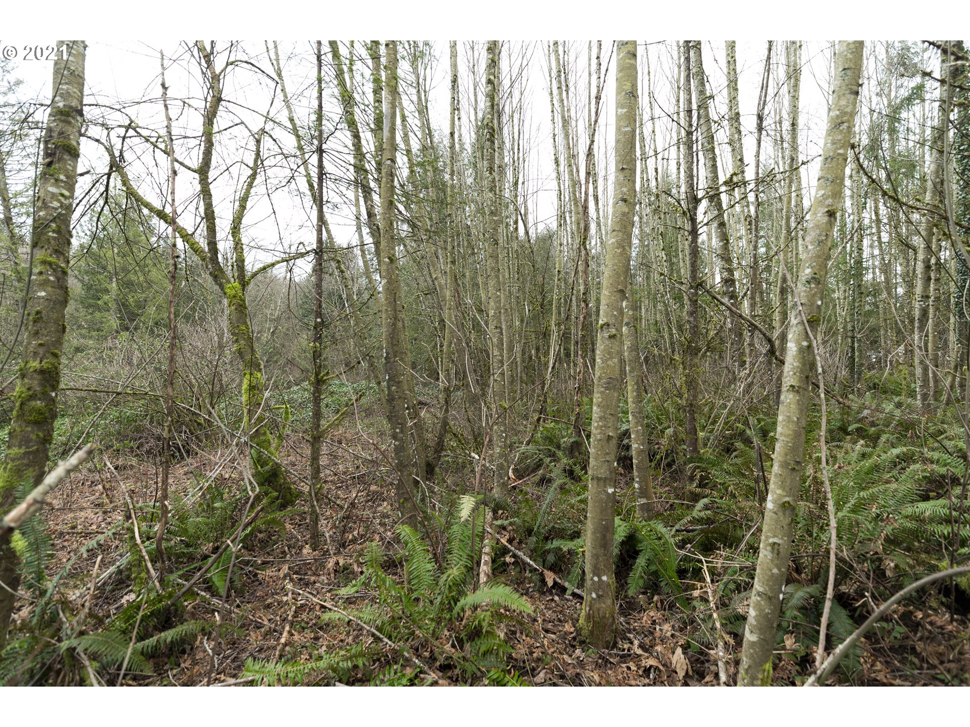 44285 Southeast Warriner Road Corbett, OR 97019 - Photo 11 of 17 Gallery Image 11