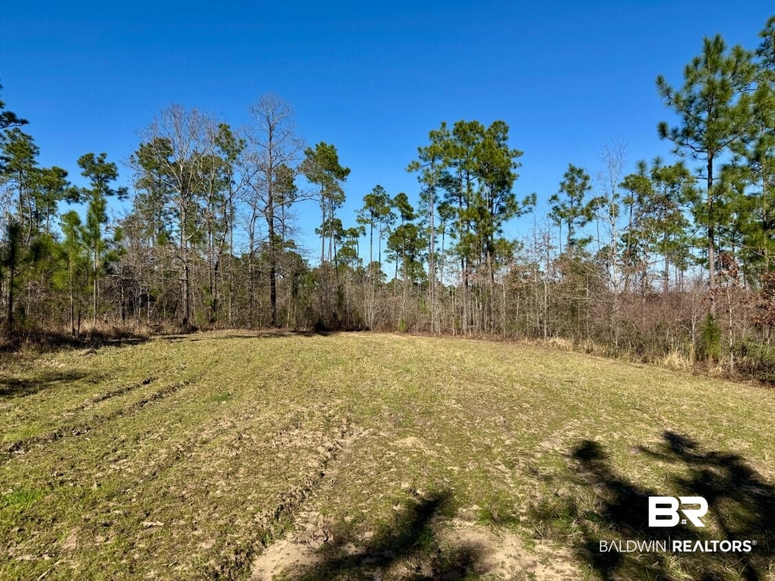 White Road Bay Minette, AL 36507 - Photo 24 of 32 View of nature