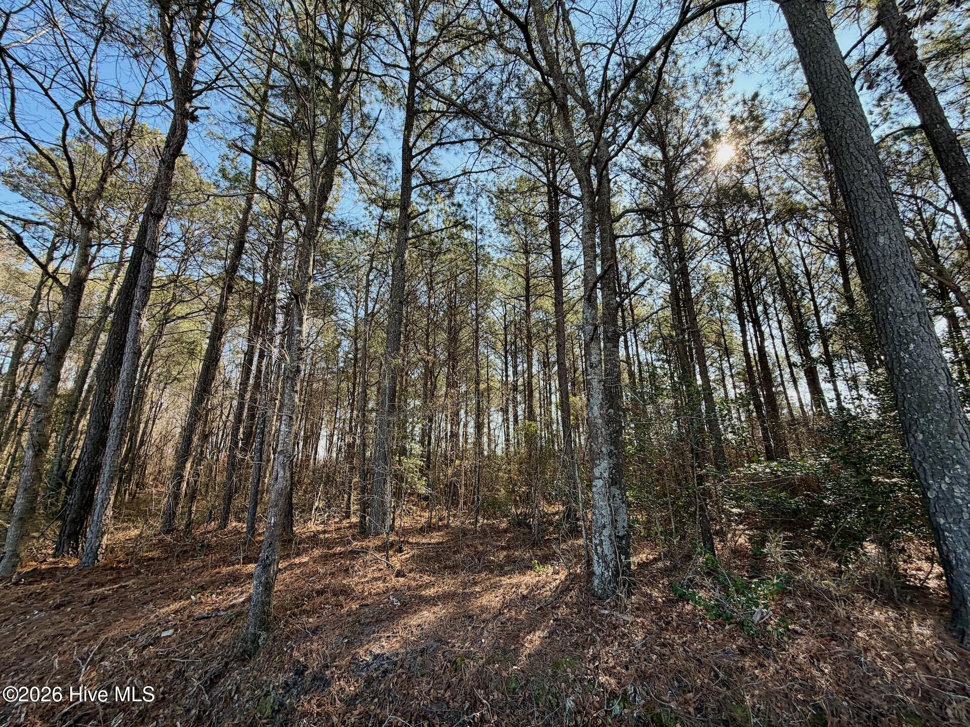 0 Sandy Ridge Road Tyner, NC 27980 - Photo 11 of 43 10