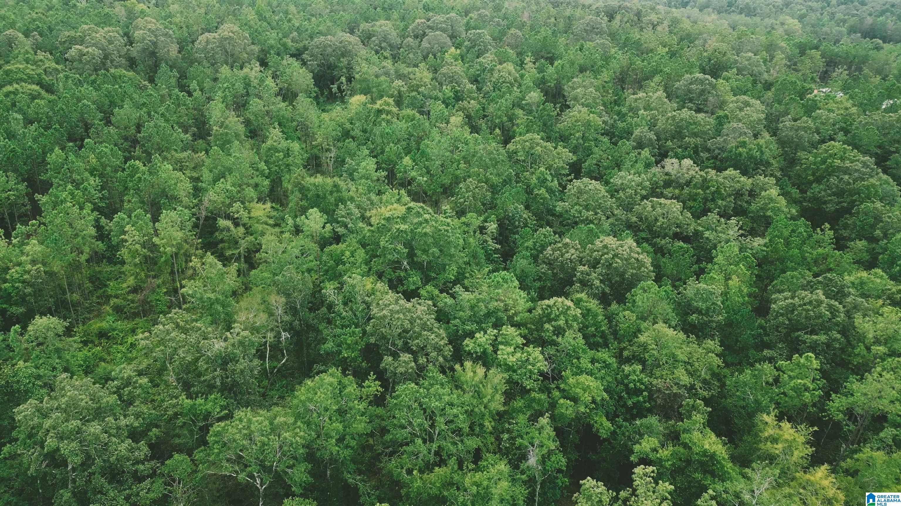 Hwy 77 State Road, Unit 1 Talladega, AL 35160 - Photo 7 of 8