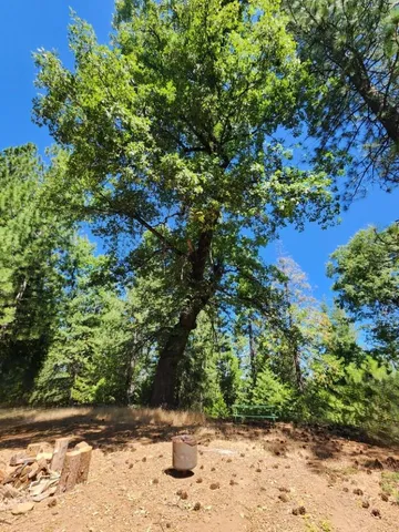 a view of a yard with trees