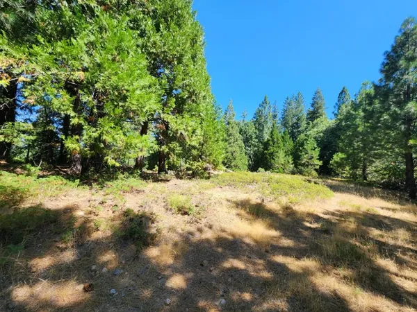 a view of a yard with trees