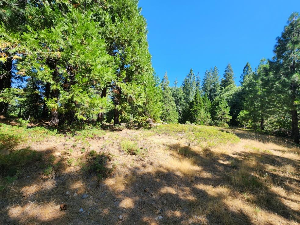 0 Lily Valley Way West Point, CA 95255 - Photo 20 of 45 a view of a yard with a tree