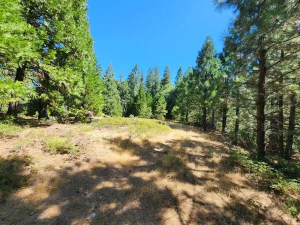 a view of a yard with a tree