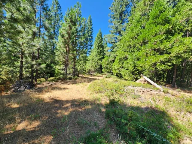 a view of a yard with plants and tree