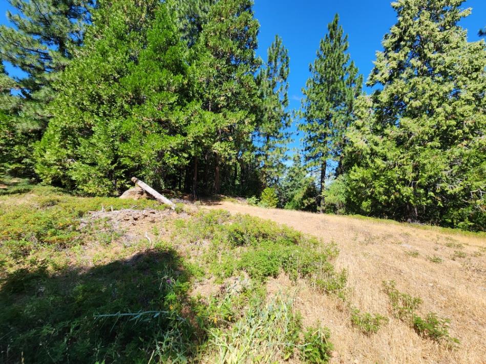 0 Lily Valley Way West Point, CA 95255 - Photo 23 of 45 a view of a yard with plants and tree