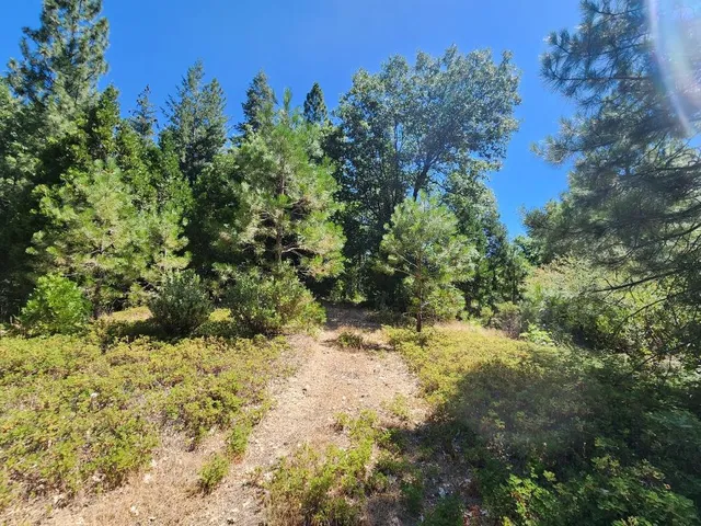 a view of yard with trees
