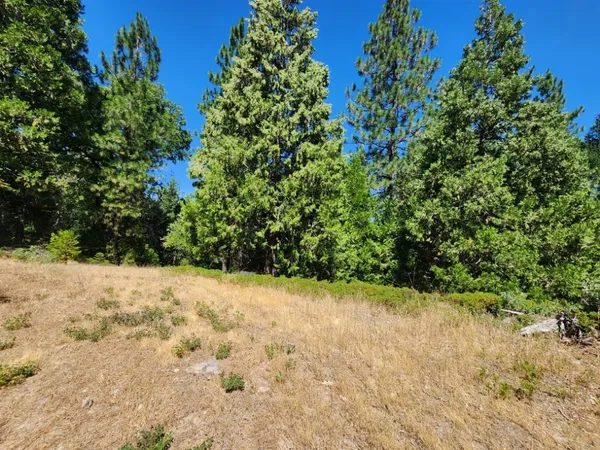 a view of a yard covered with trees