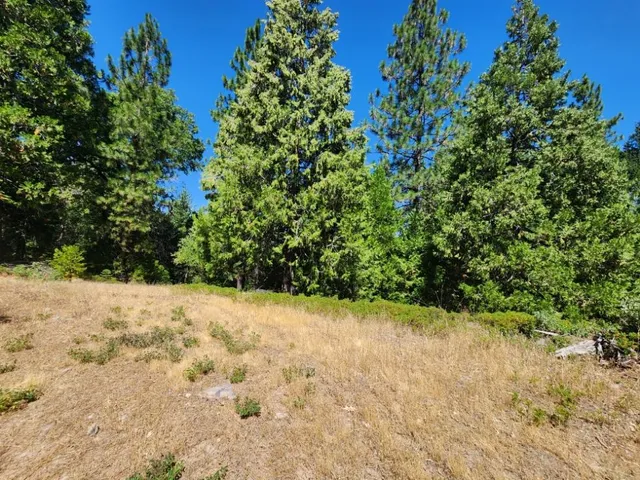 a view of a yard covered with trees