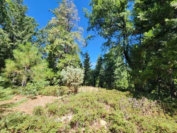 a view of a yard covered with trees