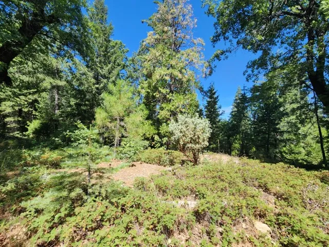 a view of outdoor space with deck and tree