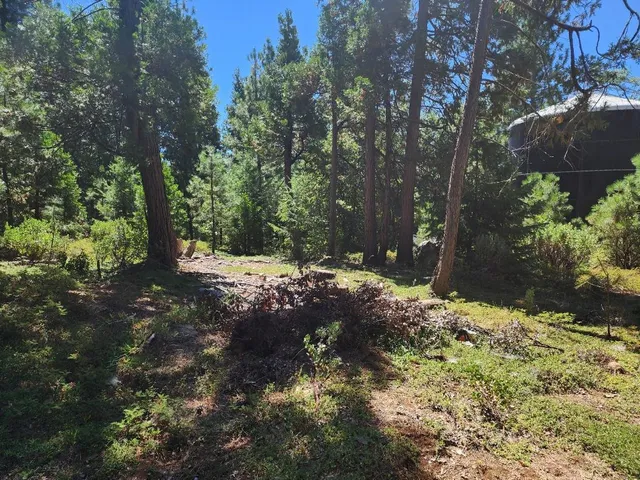 a view of a yard with trees