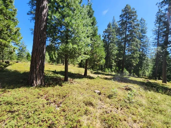 a view of a yard with plants and tree