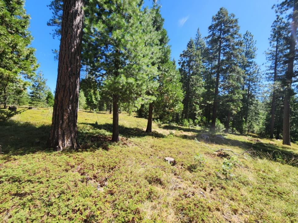 0 Lily Valley Way West Point, CA 95255 - Photo 36 of 45 a view of a yard with trees