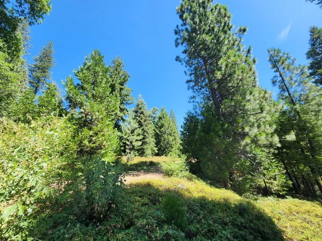 a view of a yard with plants and tree