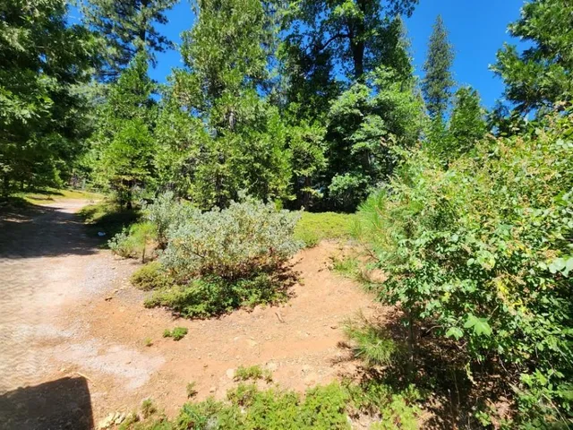 a view of a yard with plants and trees
