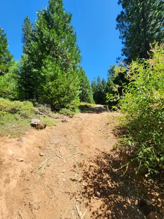 a view of a pathway with a tree