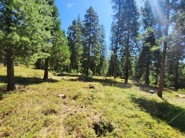 a view of yard with trees