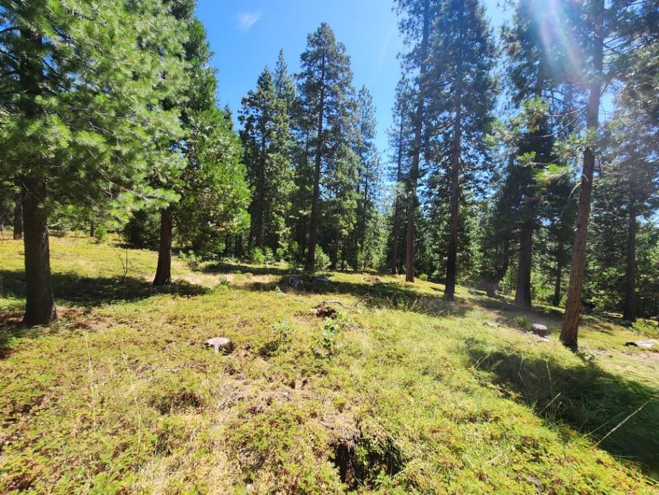0 Lily Valley Way West Point, CA 95255 - Photo 4 of 45 a view of yard with trees