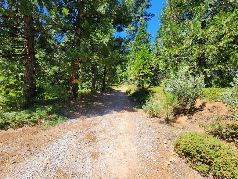 0 Lily Valley Way West Point, CA 95255 - Photo 41 of 45 a view of a pathway with a tree