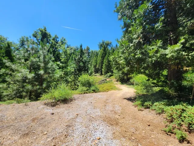 a view of a yard with plants and large trees