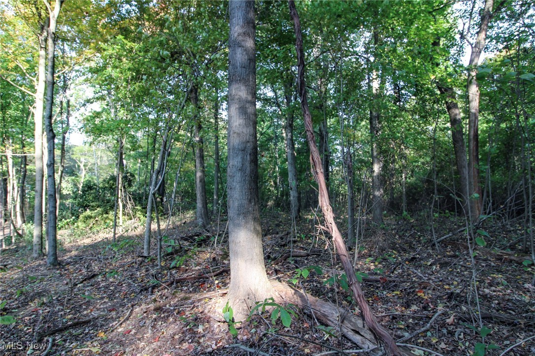 15999 State Route 26 Reno, OH 45773 - Photo 12 of 18 View of local wilderness