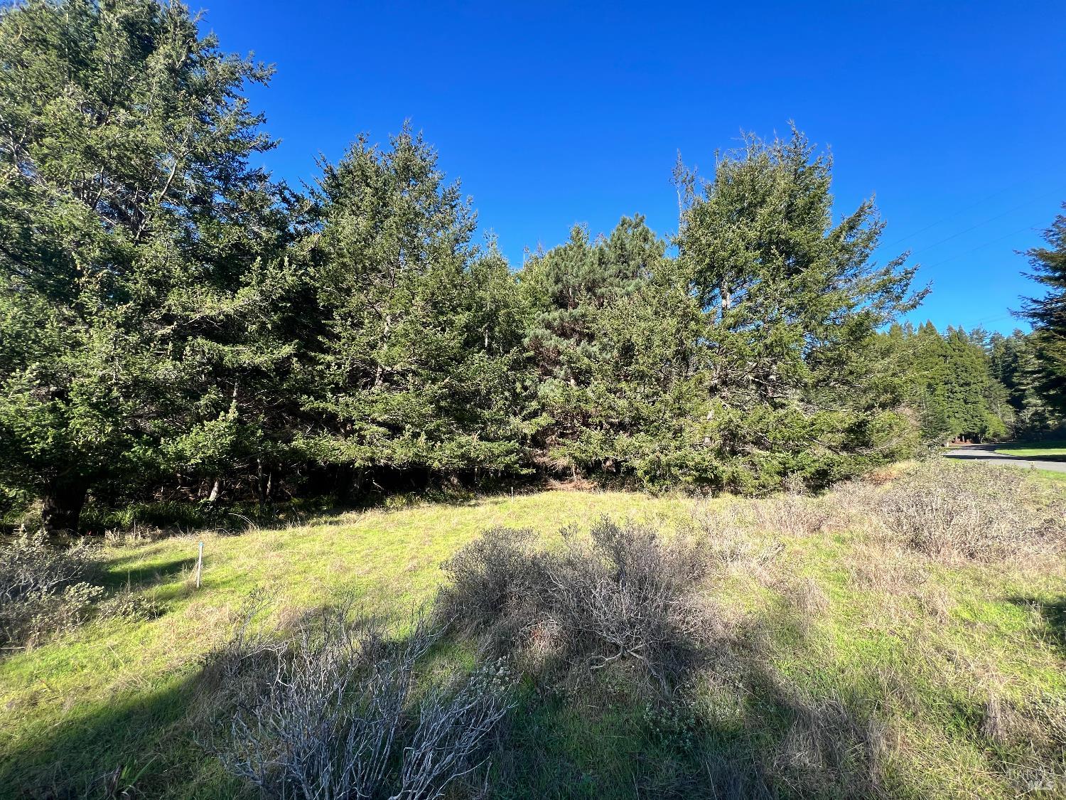 237 Badger The Sea Ranch, CA 95497 - Photo 3 of 18 Level with meadow area and beautiful trees...