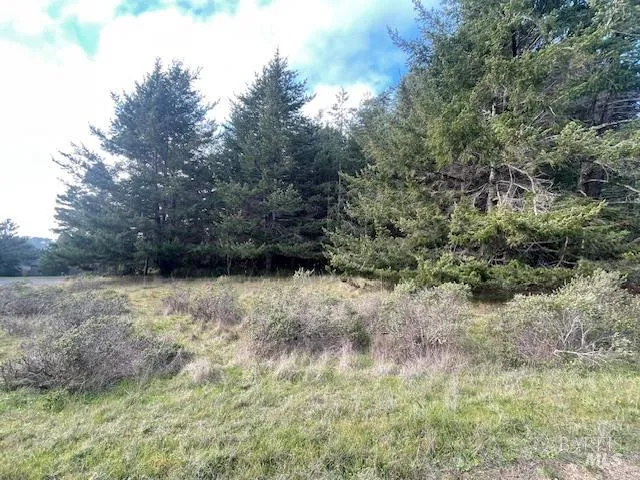 a view of a yard with a tree