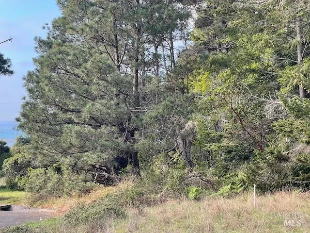a black and white photo of a garden